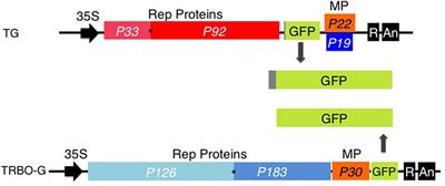 Expression of Separate Proteins in the Same <mark class="highlighted">Plant Leaves</mark> and Cells Using Two Independent Virus-Based Gene Vectors